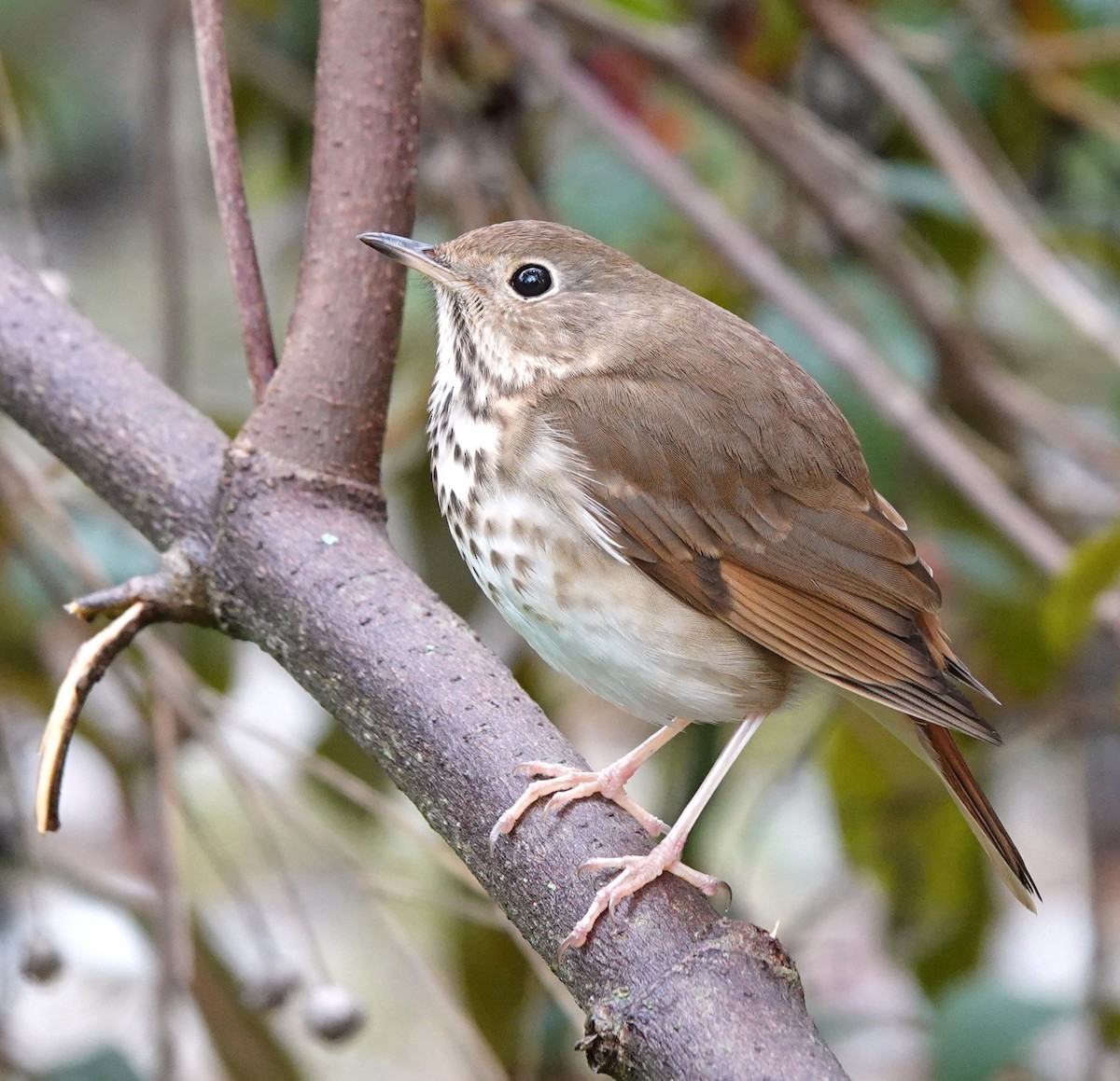 Hermit Thrush - Nancy Edmondson