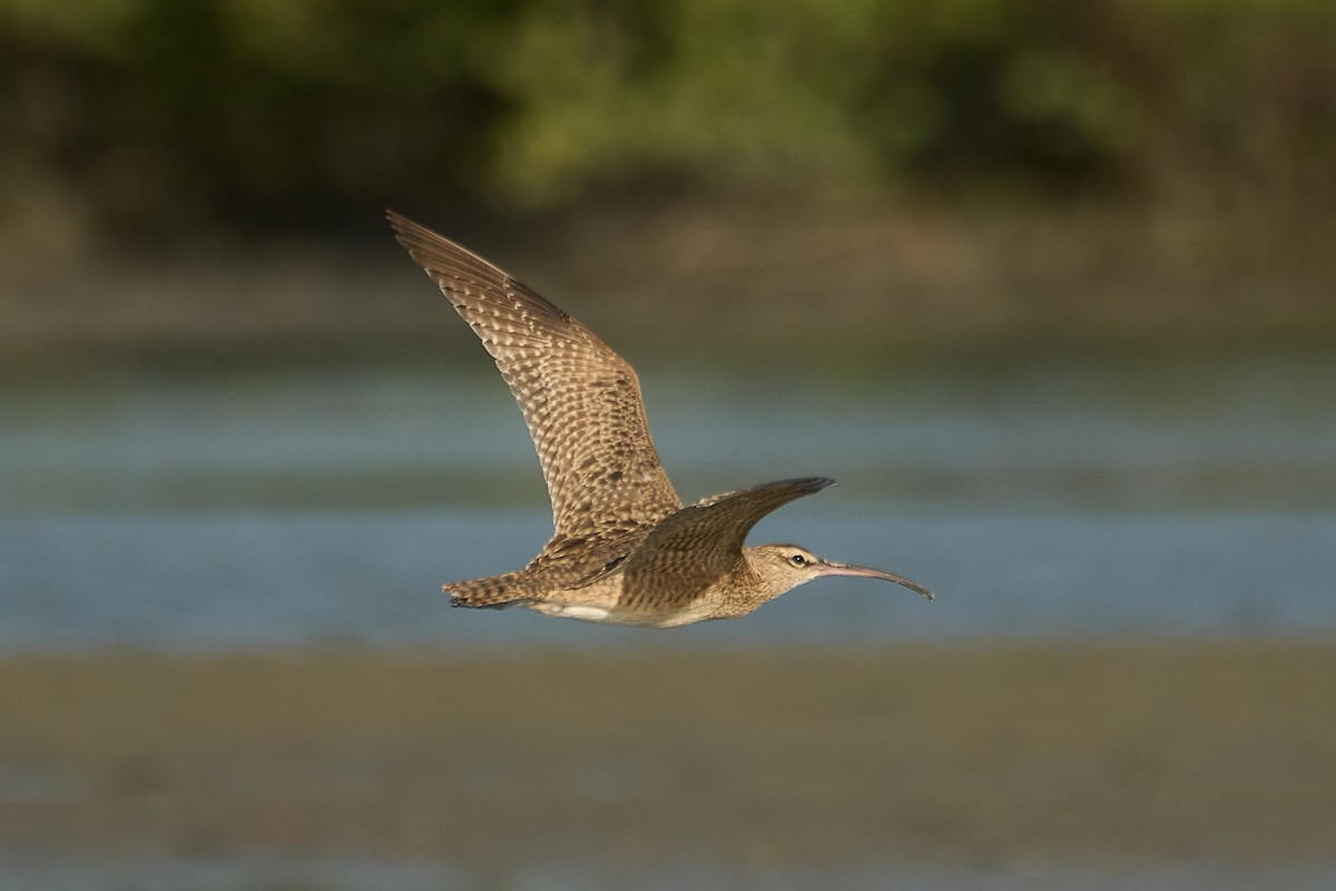 Whimbrel - ML615045387