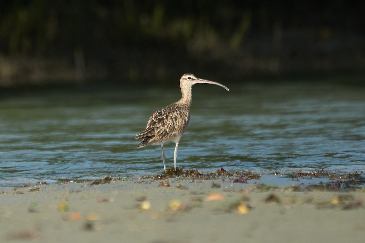 Whimbrel - ML615045388