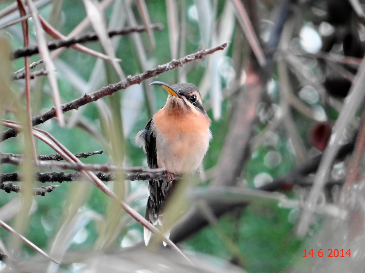 kolibřík hnědohrdlý - ML615045421