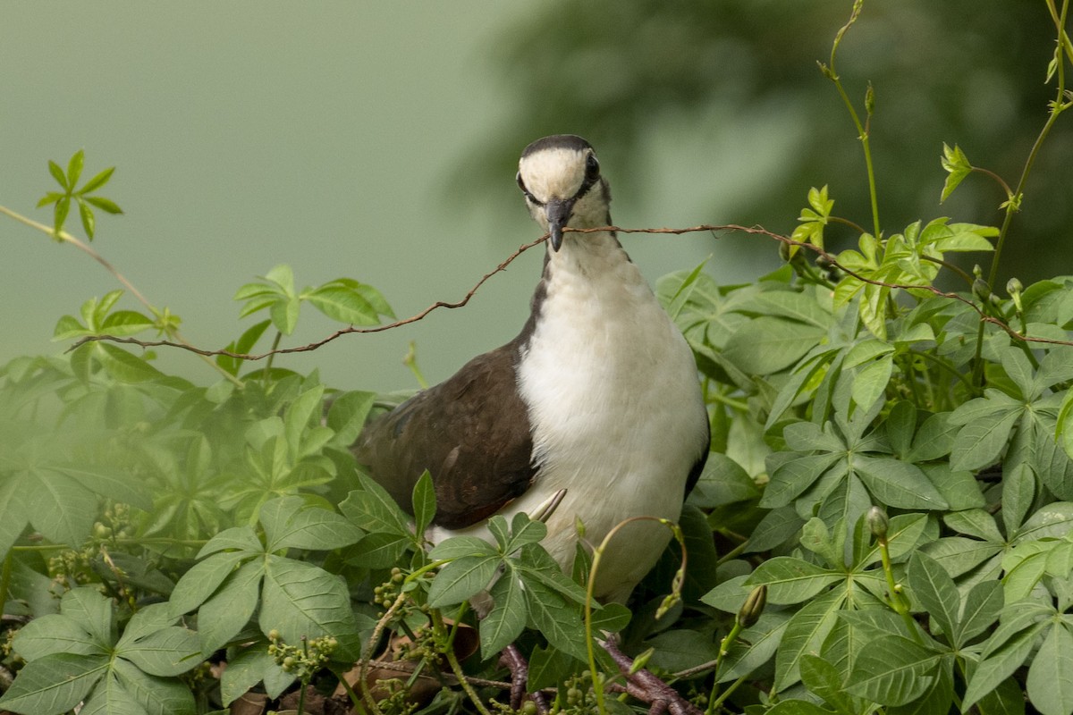 Tambourine Dove - ML615045424