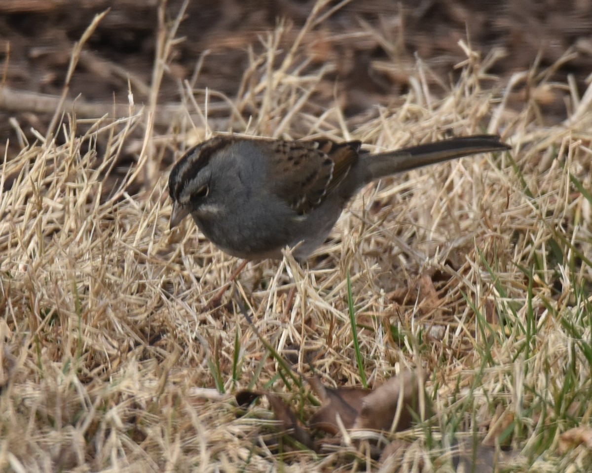 Dark-eyed Junco x White-throated Sparrow (hybrid) - ML615045444