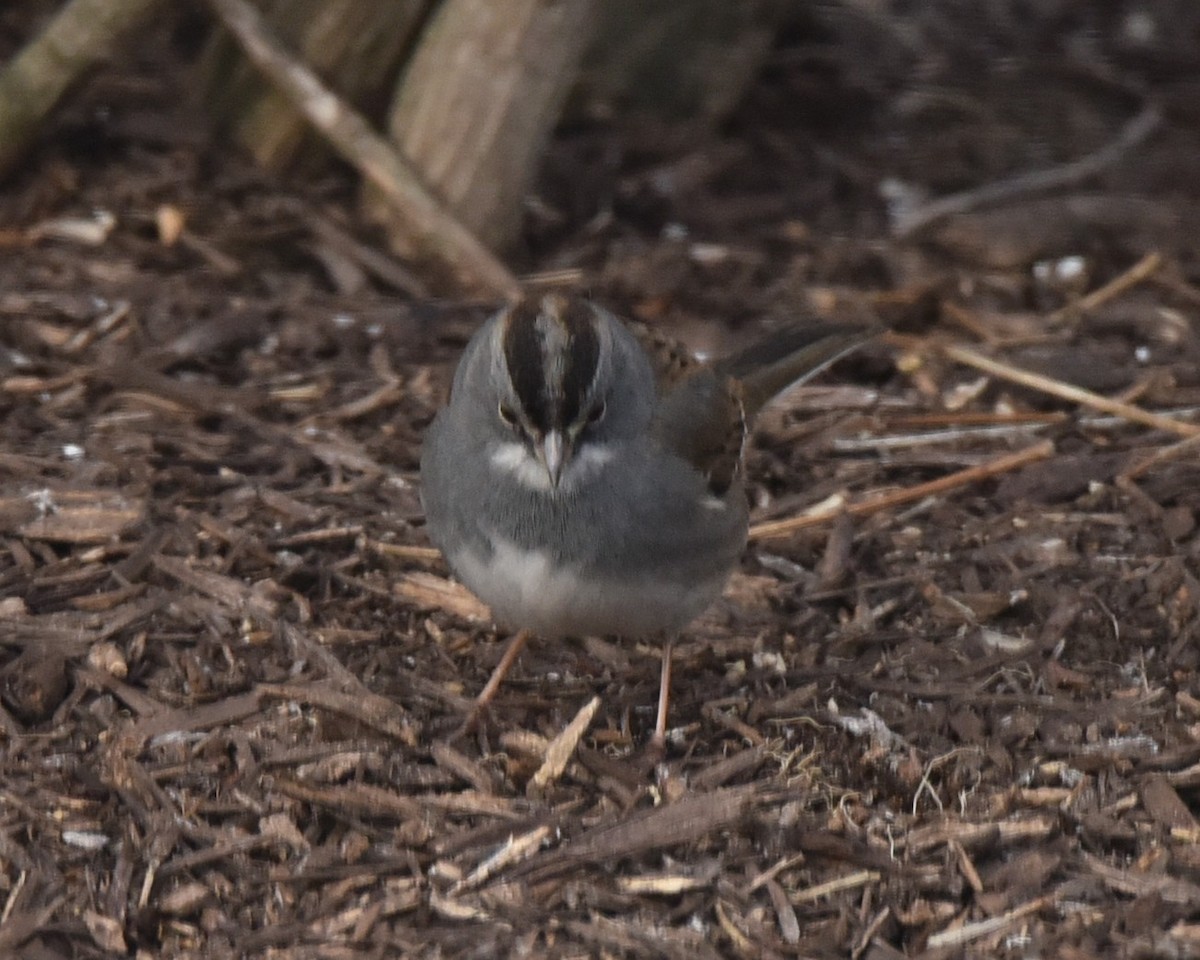 Dark-eyed Junco x White-throated Sparrow (hybrid) - ML615045445