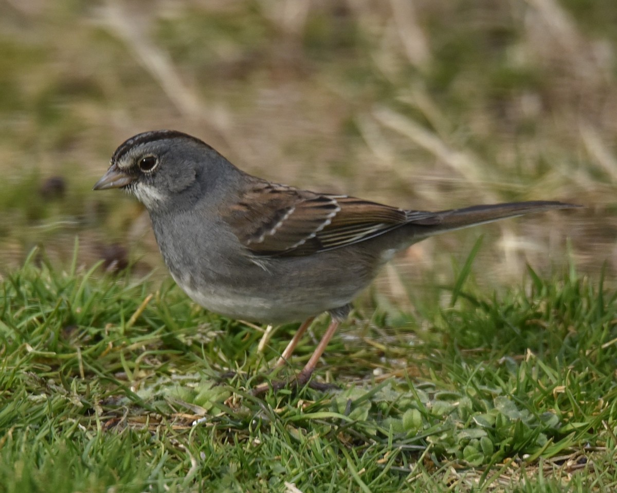 Dark-eyed Junco x White-throated Sparrow (hybrid) - ML615045446