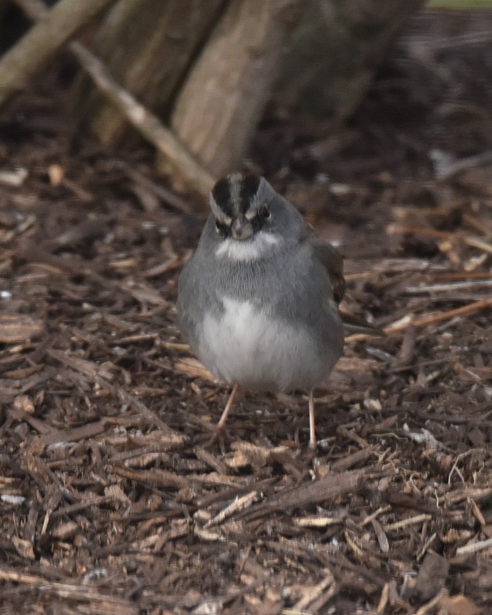 Dark-eyed Junco x White-throated Sparrow (hybrid) - ML615045447