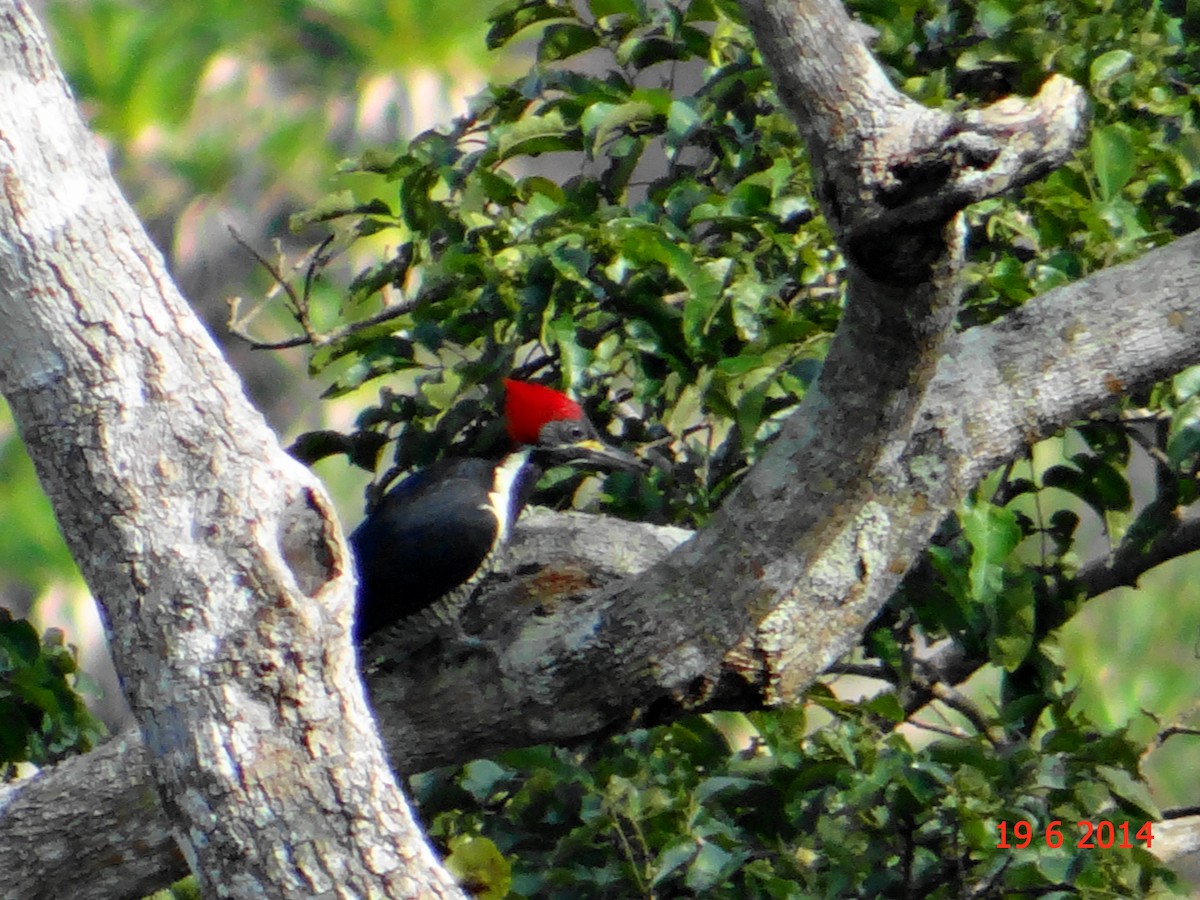 Lineated Woodpecker - ML615045520