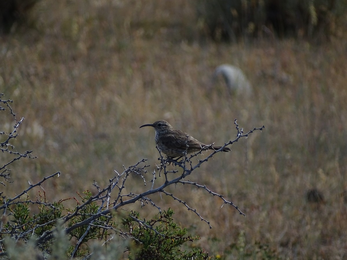 Scale-throated Earthcreeper - ML615045569