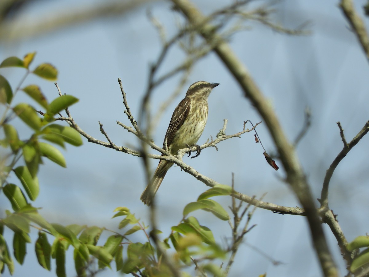 Variegated Flycatcher - ML615045607