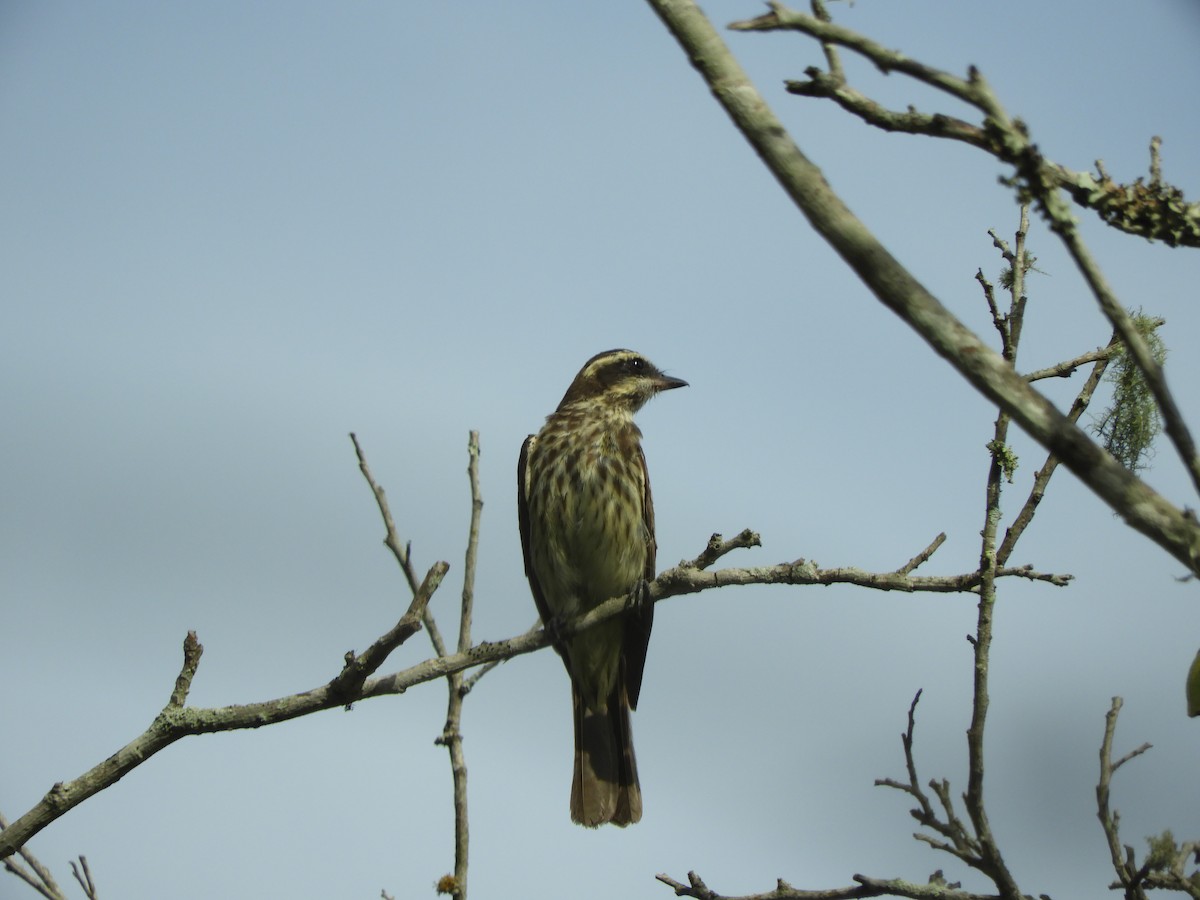 Variegated Flycatcher - ML615045608