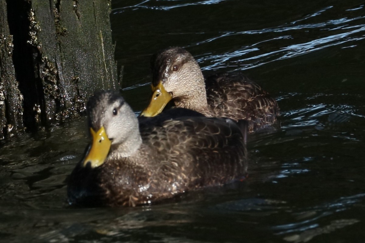 American Black Duck - michael vedder