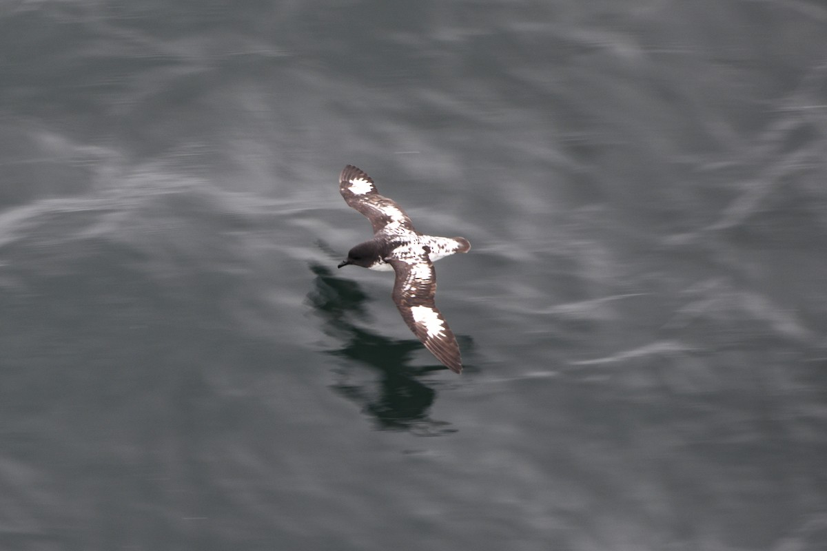 Cape Petrel - ML615045626