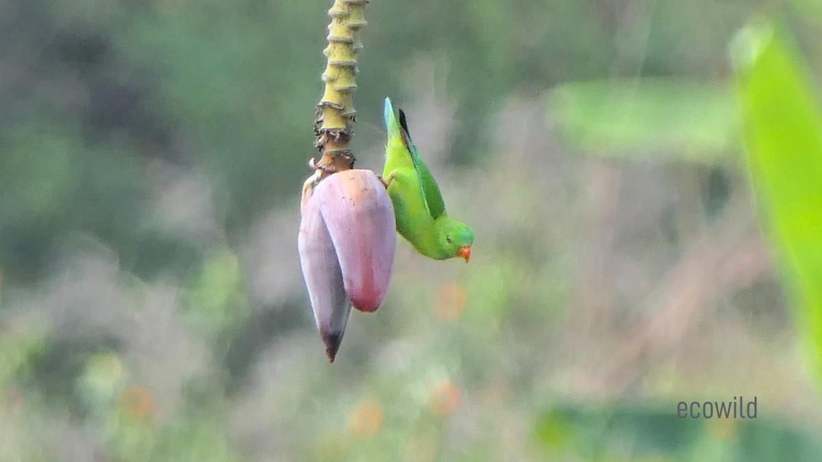 Vernal Hanging-Parrot - ML615045654