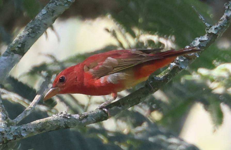 Summer Tanager - Guillermo O