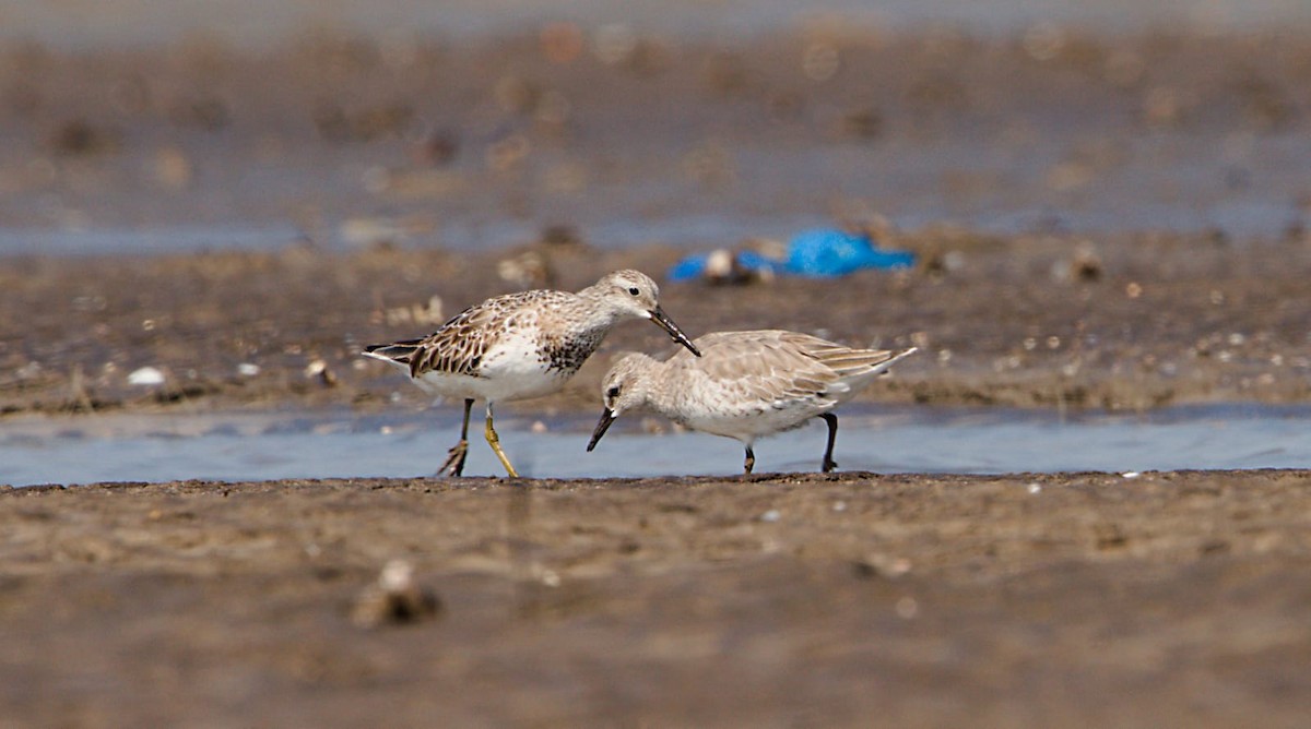 Great Knot - ML615045700