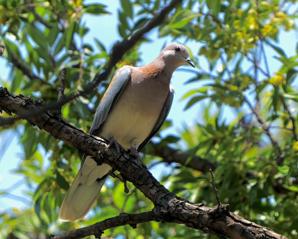 Laughing Dove - ML615045702