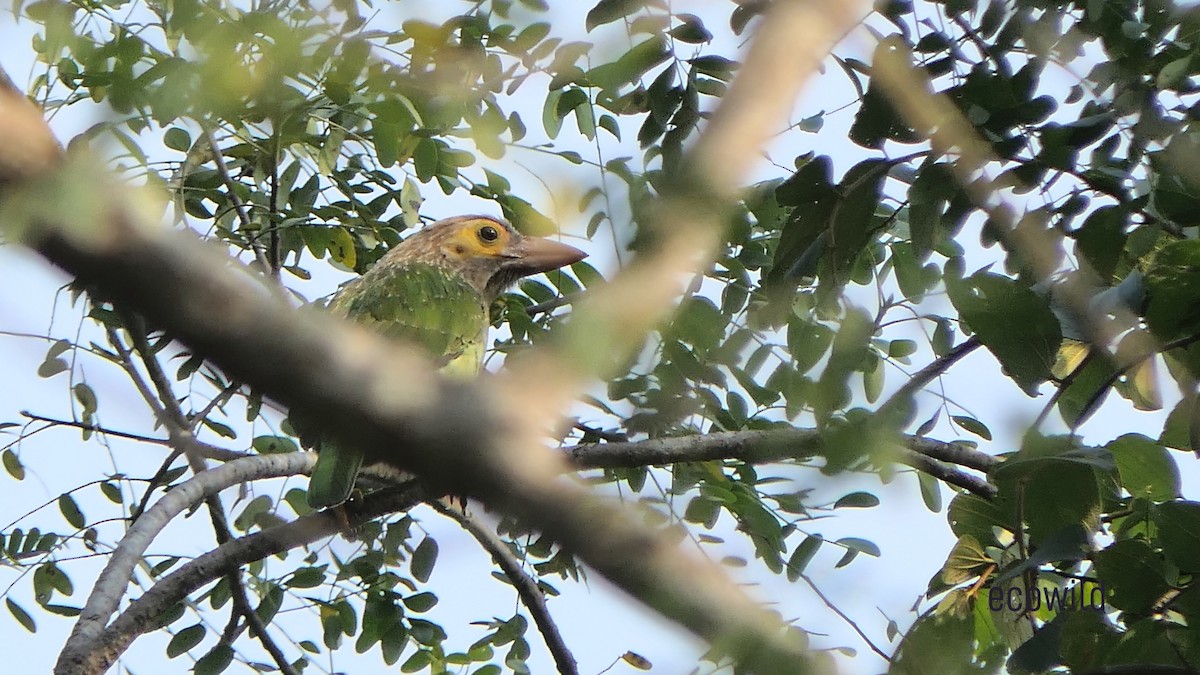 Brown-headed Barbet - ML615045706