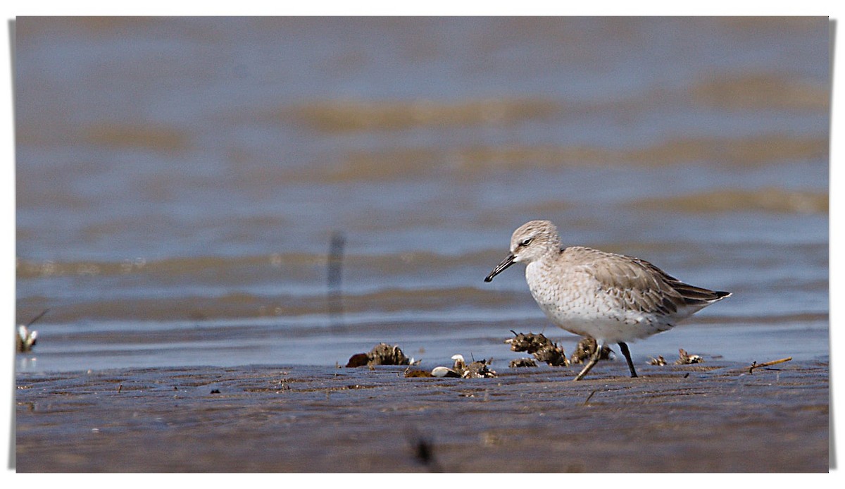 Red Knot - ML615045710