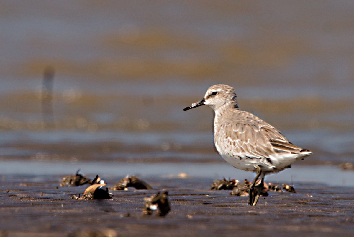 Red Knot - ML615045711