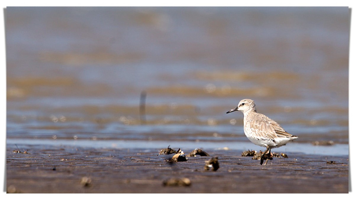 Red Knot - ML615045712