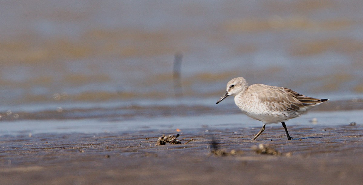 Red Knot - ML615045713