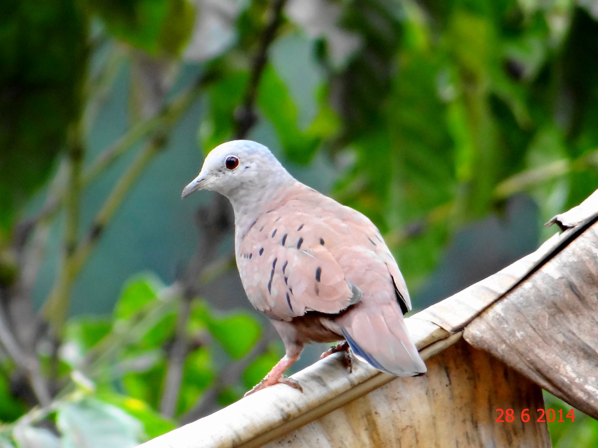 Ruddy Ground Dove - ML615045720