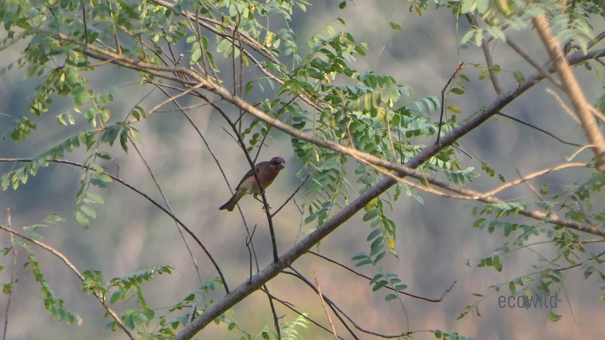 Common Rosefinch - Mohan Raj K.