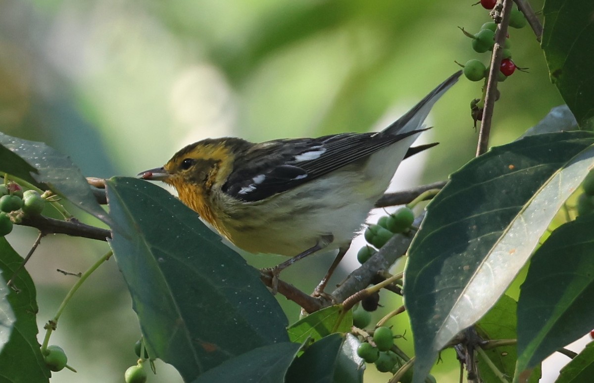 Blackburnian Warbler - Guillermo O