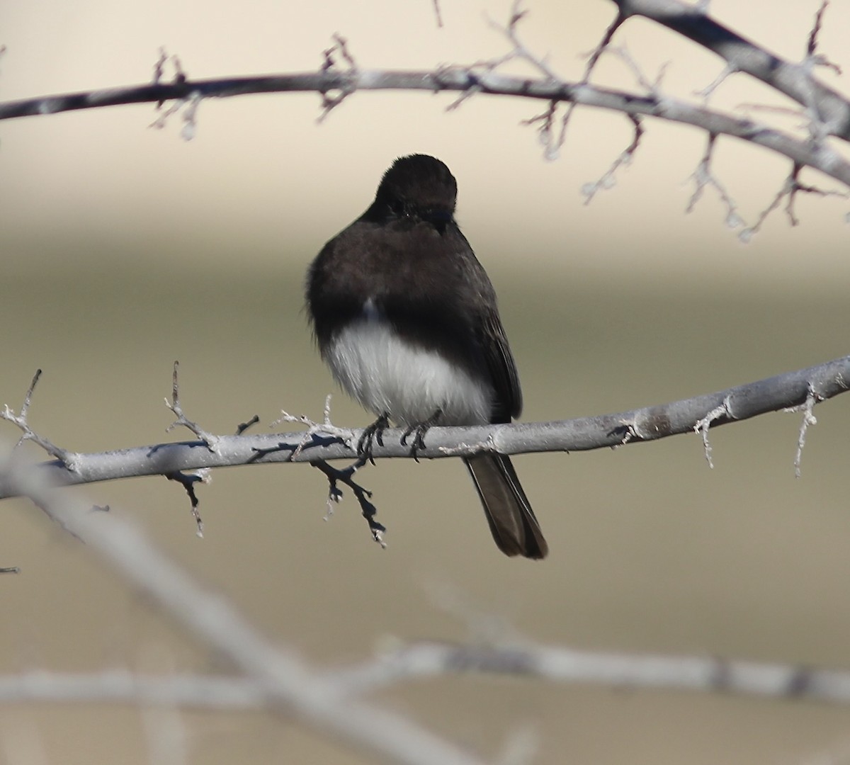 Black Phoebe - Caleb Gordon