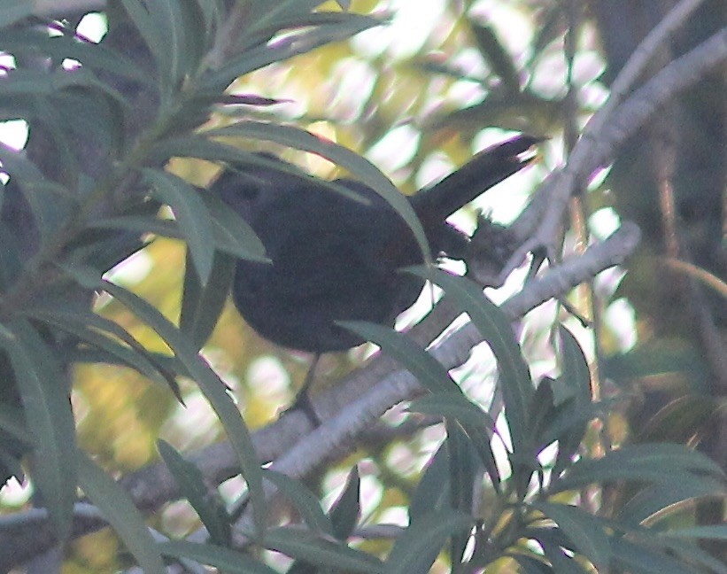 Gray Catbird - Caleb Gordon