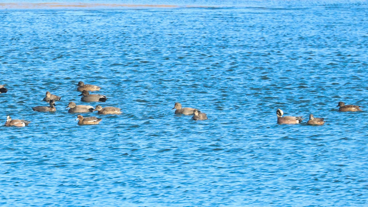 American Wigeon - ML615045870