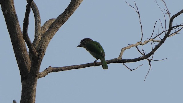 White-cheeked Barbet - ML615045879