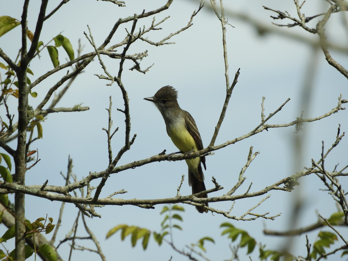 Brown-crested Flycatcher - ML615045907