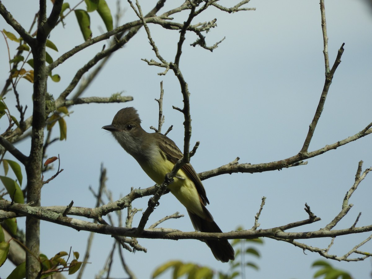 Brown-crested Flycatcher - ML615045910