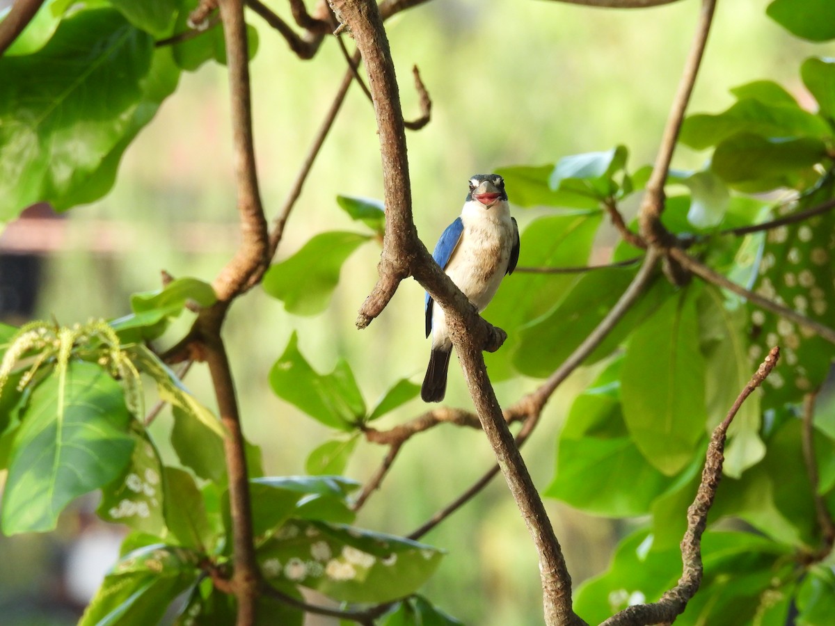 Collared Kingfisher - Thanapat Sombatwattana