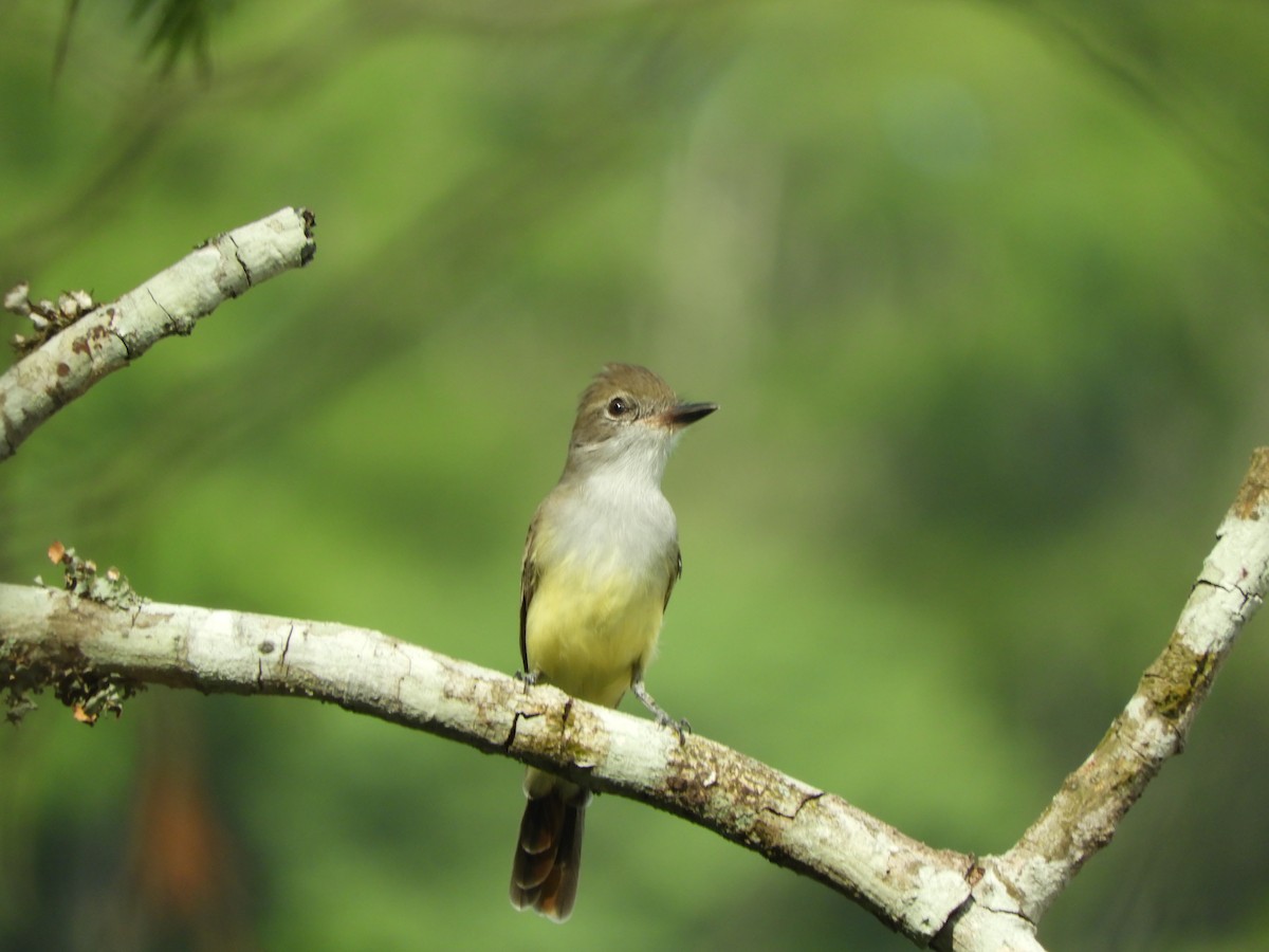 Brown-crested Flycatcher - ML615045977