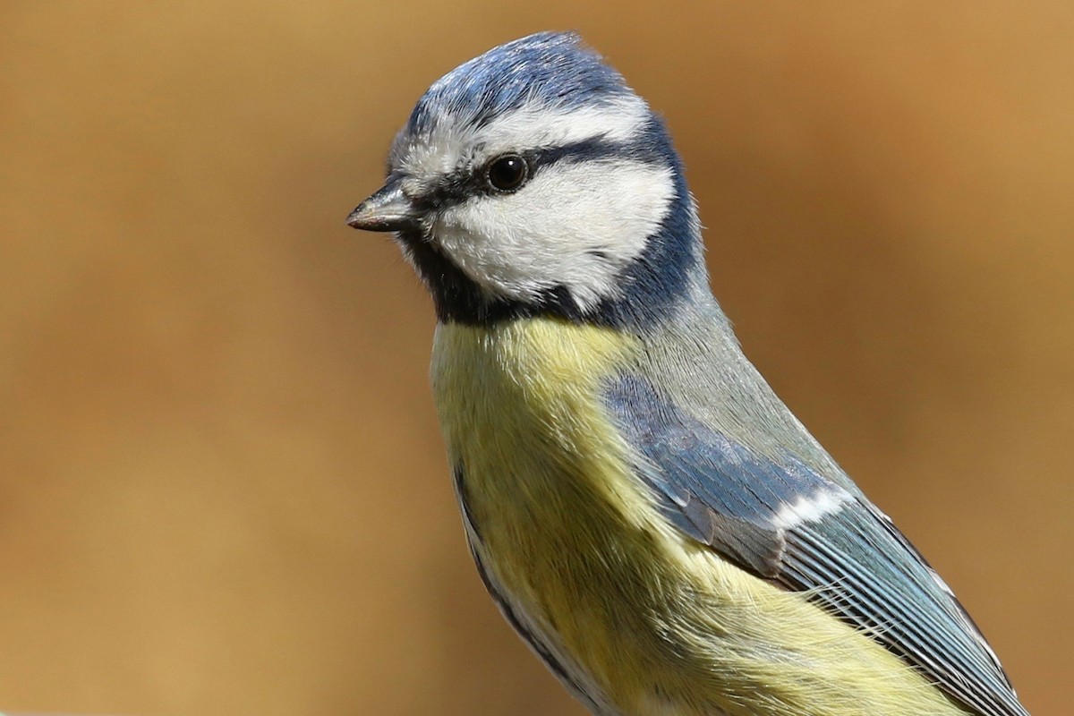 Eurasian Blue Tit - Yann Ponthieux