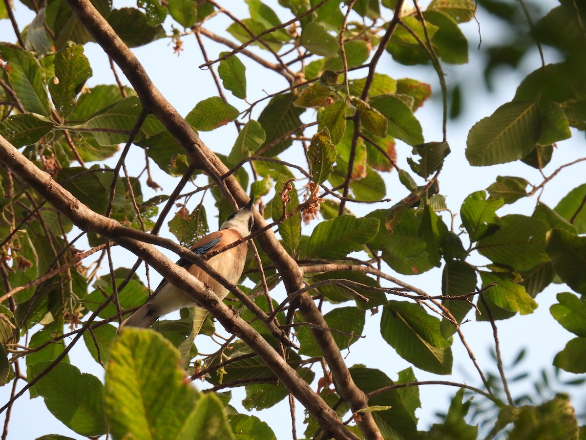 Eurasian Jay - ML615046074