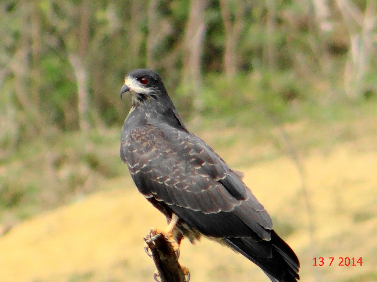 Snail Kite - ML615046116