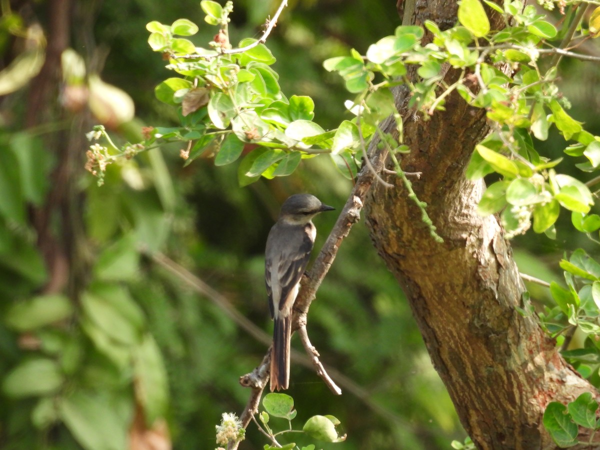 Ashy Minivet - ML615046125