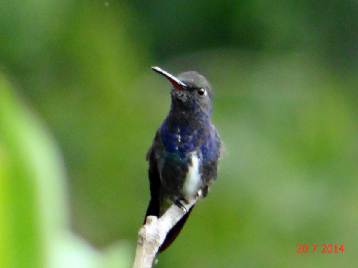 kolibřík safírový - ML615046164