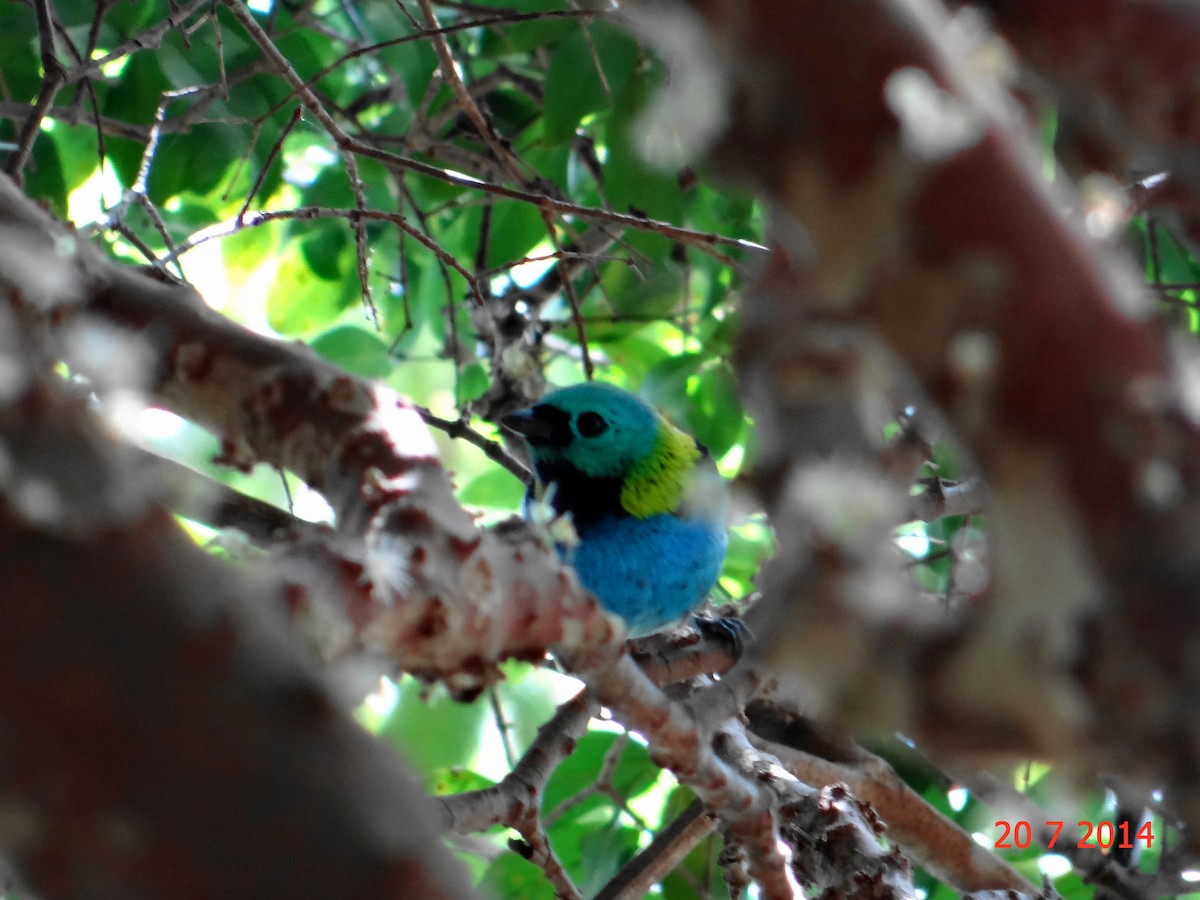 Green-headed Tanager - Gabriel Bonfa