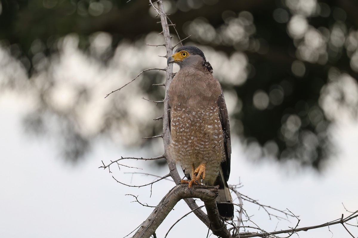 Crested Serpent-Eagle - ML615046177
