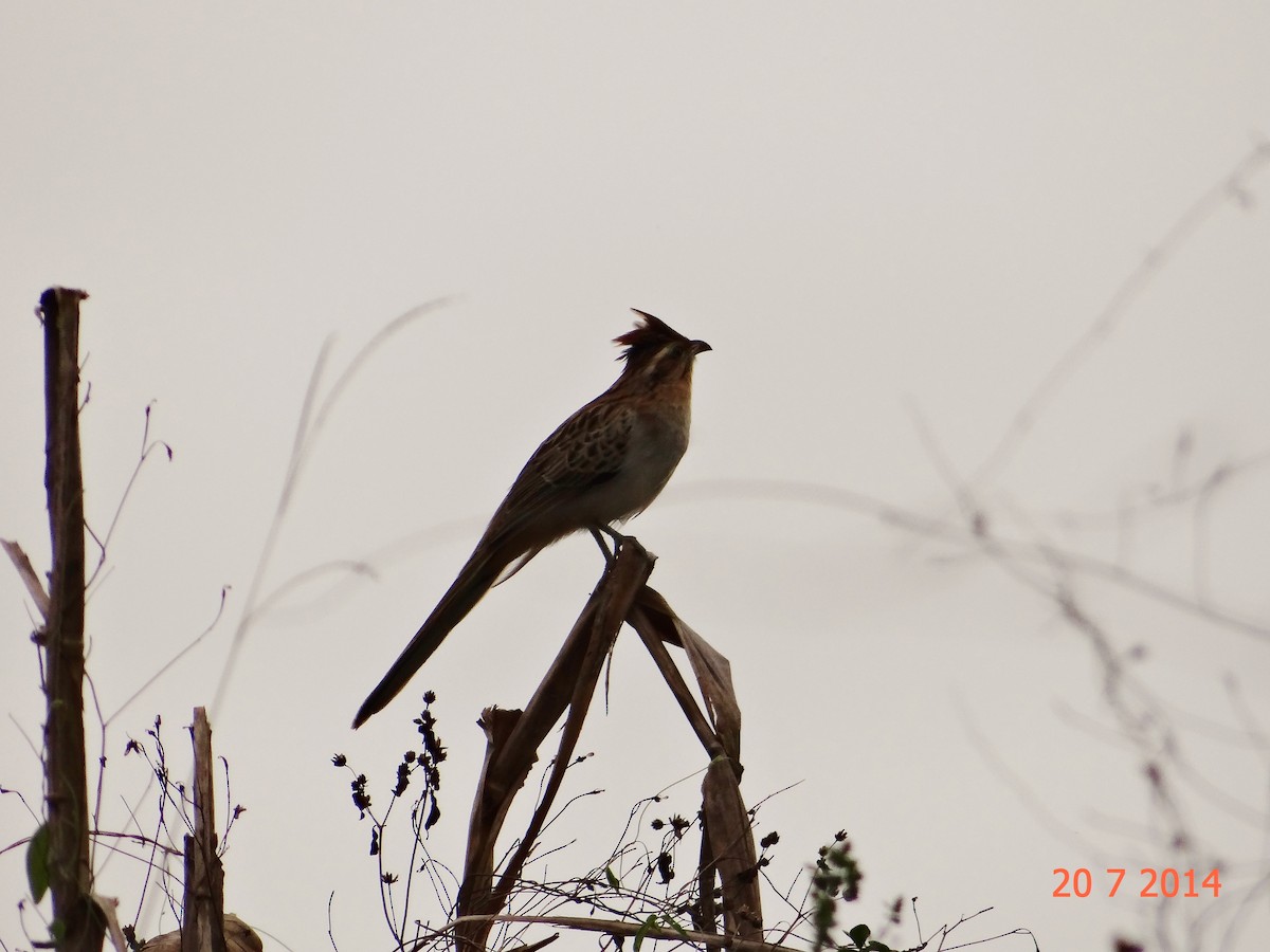 Striped Cuckoo - Gabriel Bonfa