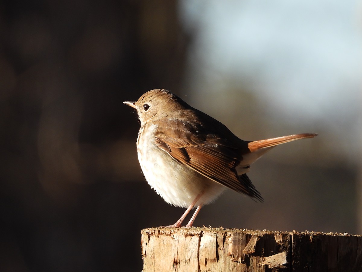 Hermit Thrush - ML615046201