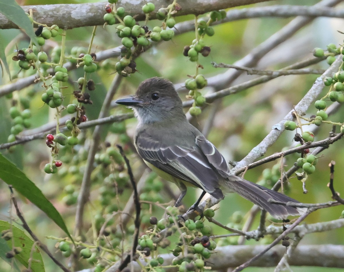 Apical Flycatcher - Guillermo O