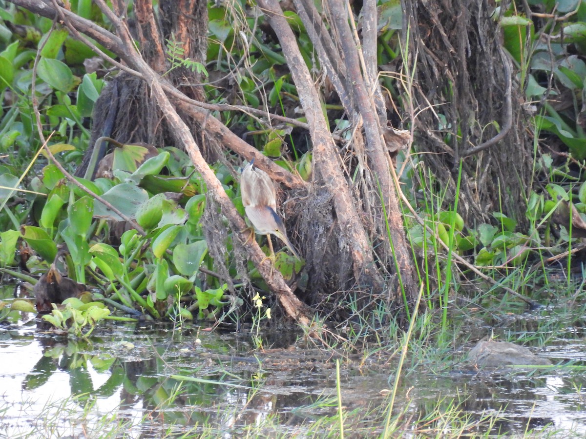 Yellow Bittern - ML615046258