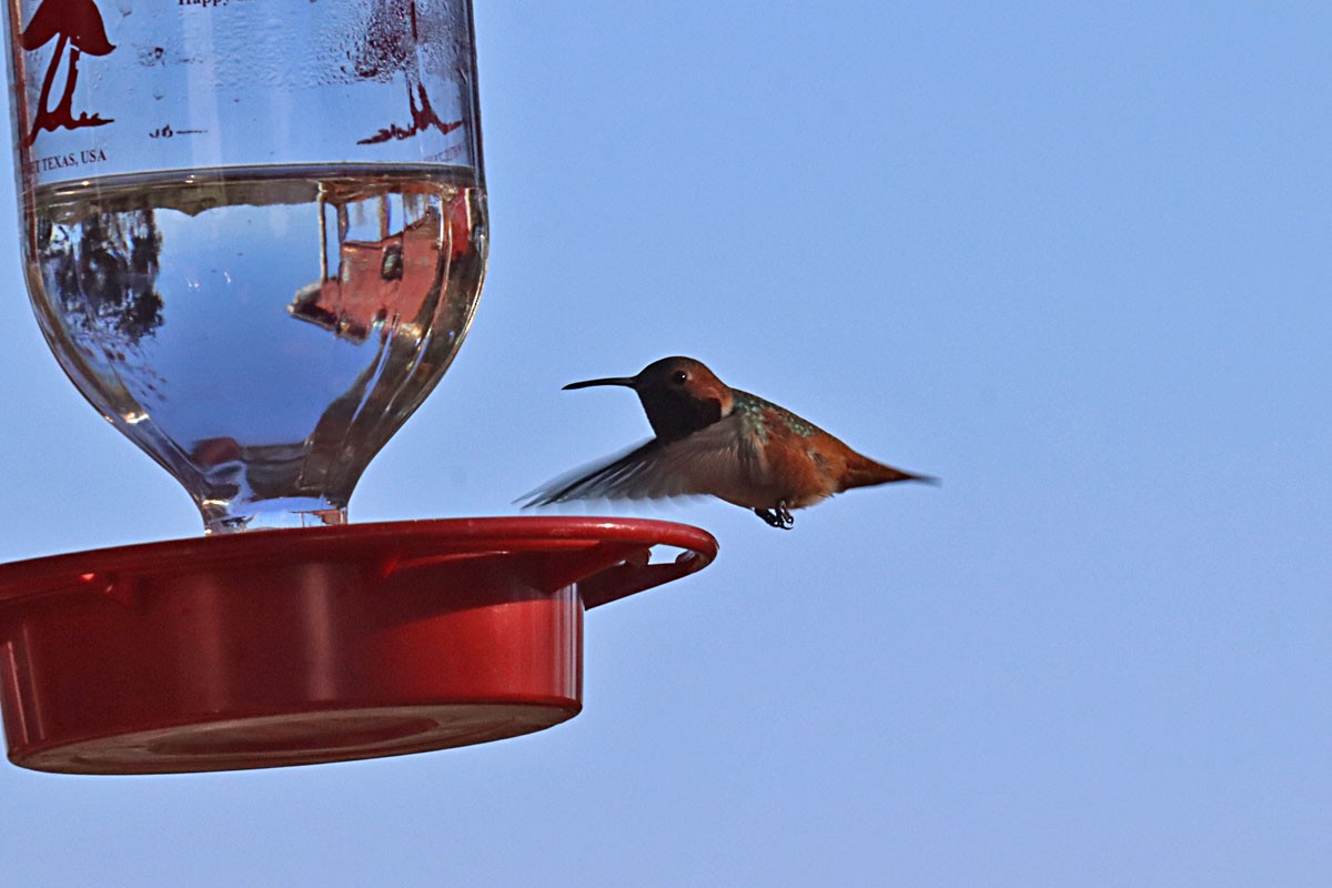 Allen's Hummingbird - Leslie Linehan