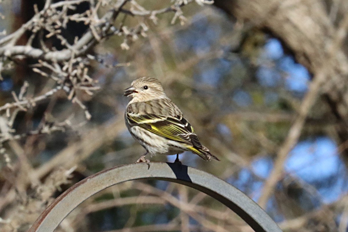 Pine Siskin - Leslie Linehan