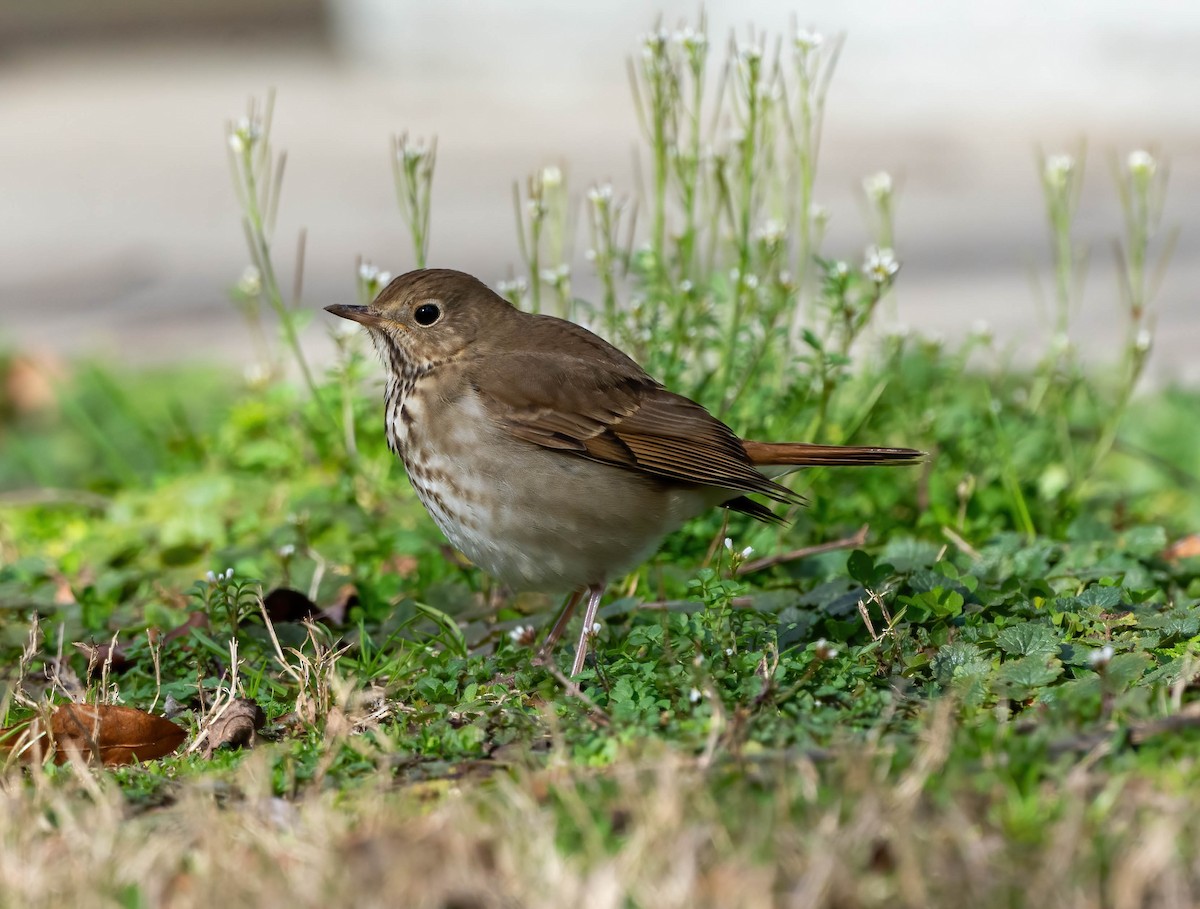 Hermit Thrush - ML615046302