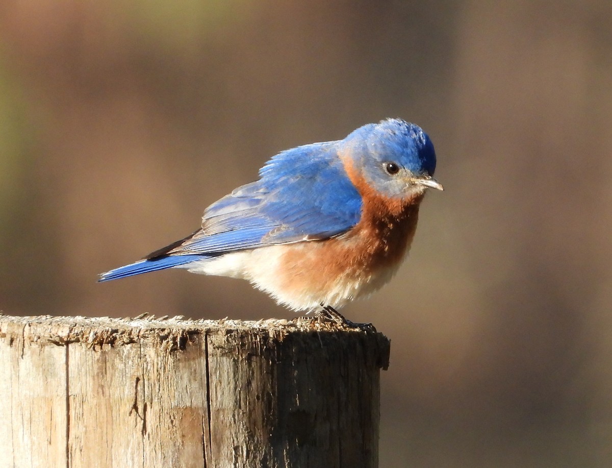 Eastern Bluebird - ML615046303